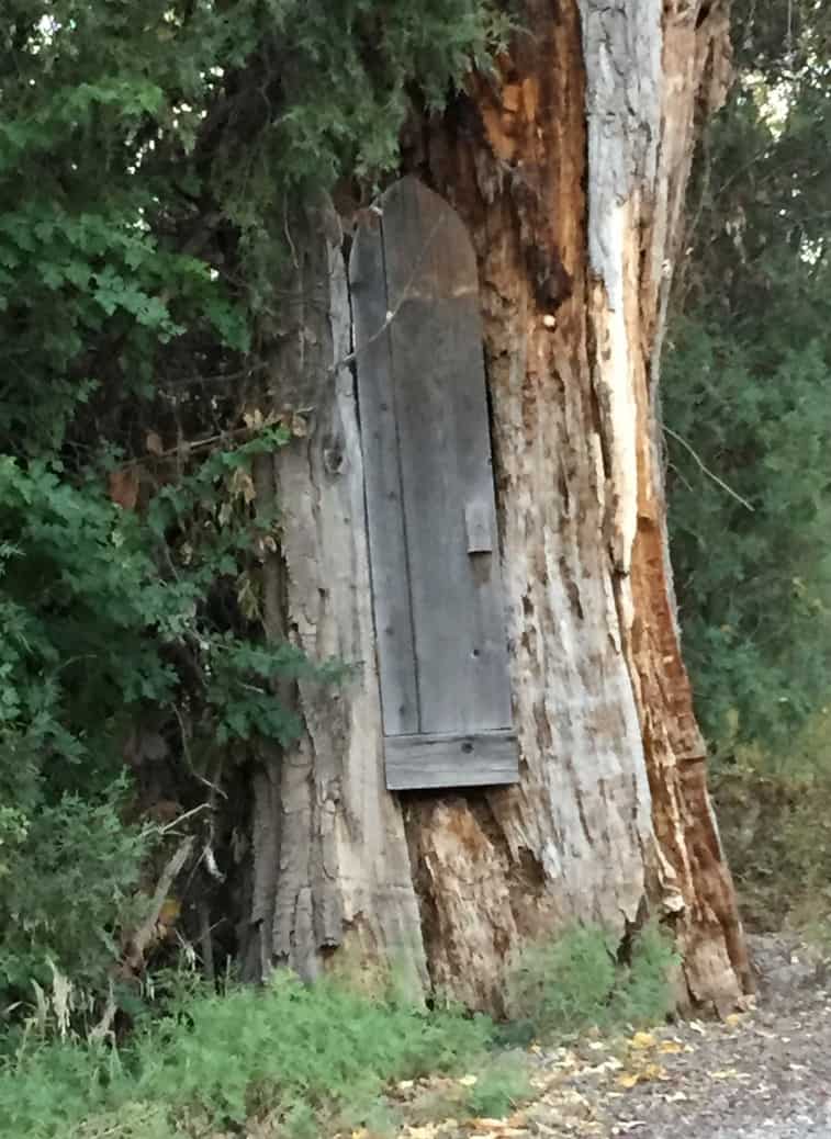 Povestea nașterii Ușă de medicină într-un copac