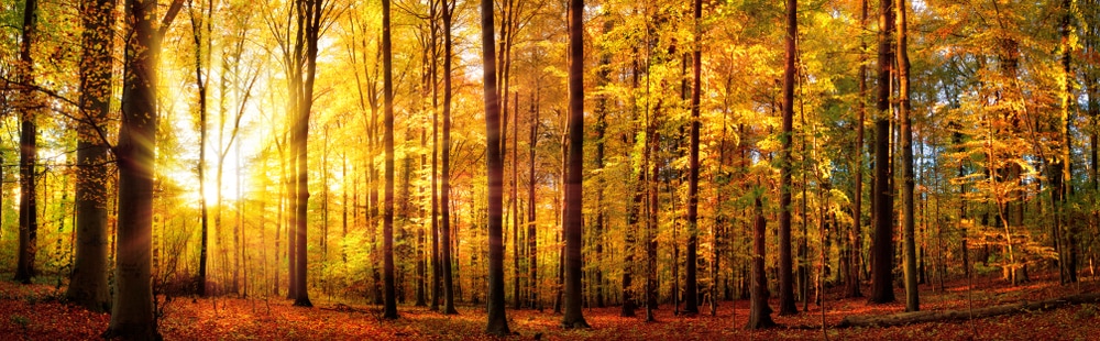 Осень,Пейзаж,В,Панорама,Формат:,А,Лес,В,Яркий,Теплый